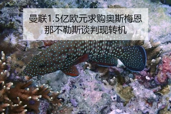 曼联1.5亿欧元求购奥斯梅恩 那不勒斯谈判现转机